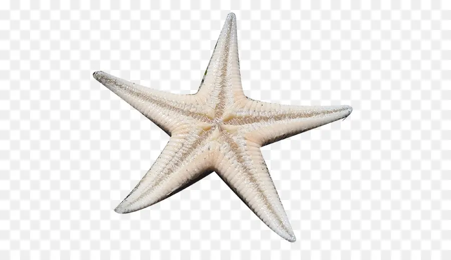 Estrella De Mar，Material PNG