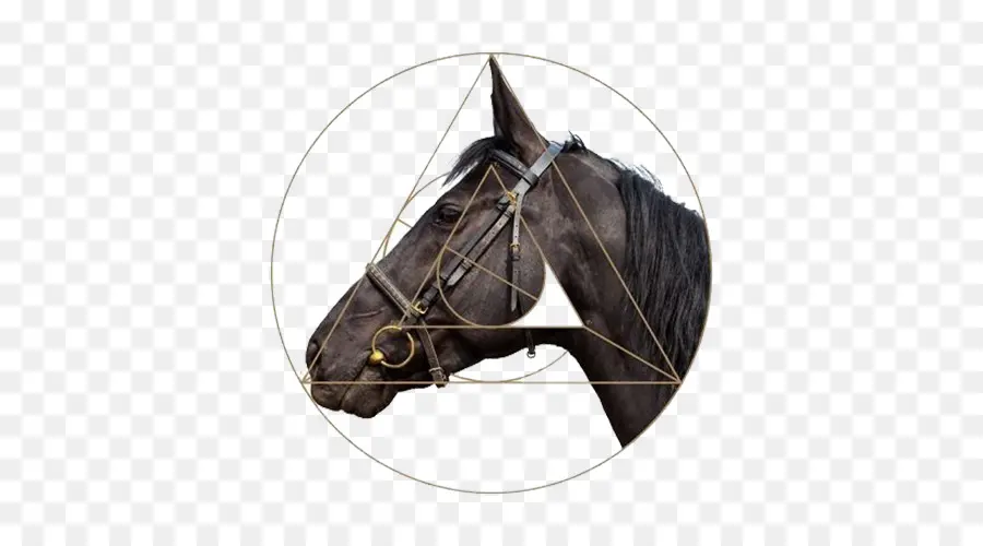 Cabeza De Caballo，Equino PNG