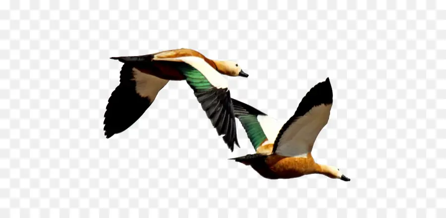 Aves Voladoras，Vuelo PNG