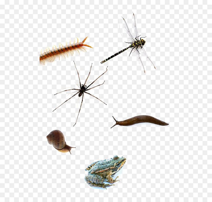 Insectos，Bicho PNG