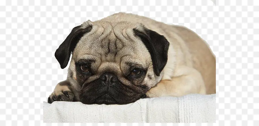 Pug，Cachorro PNG