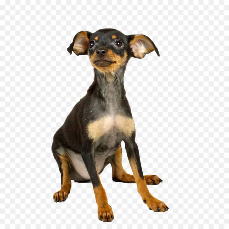 Dobermann，Dachshund PNG