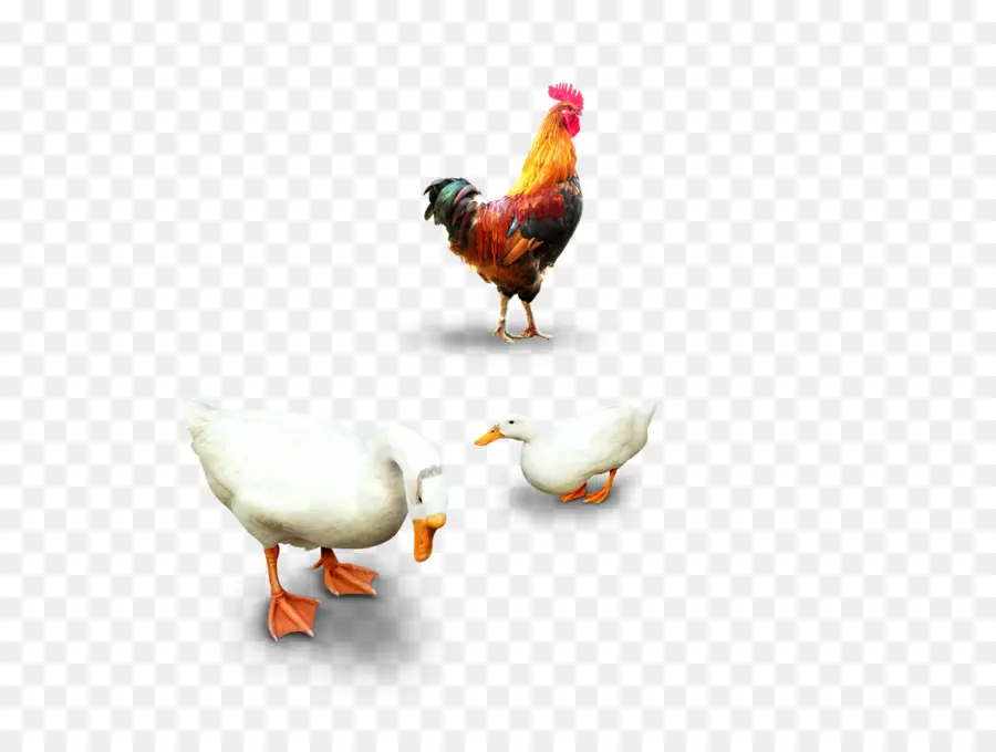 Pollo，Pato PNG