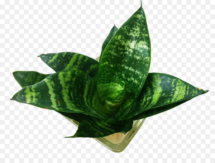 Piu010dxedn，Sansevieria PNG