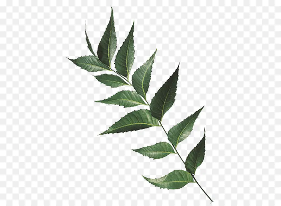 La India，árbol De Neem PNG