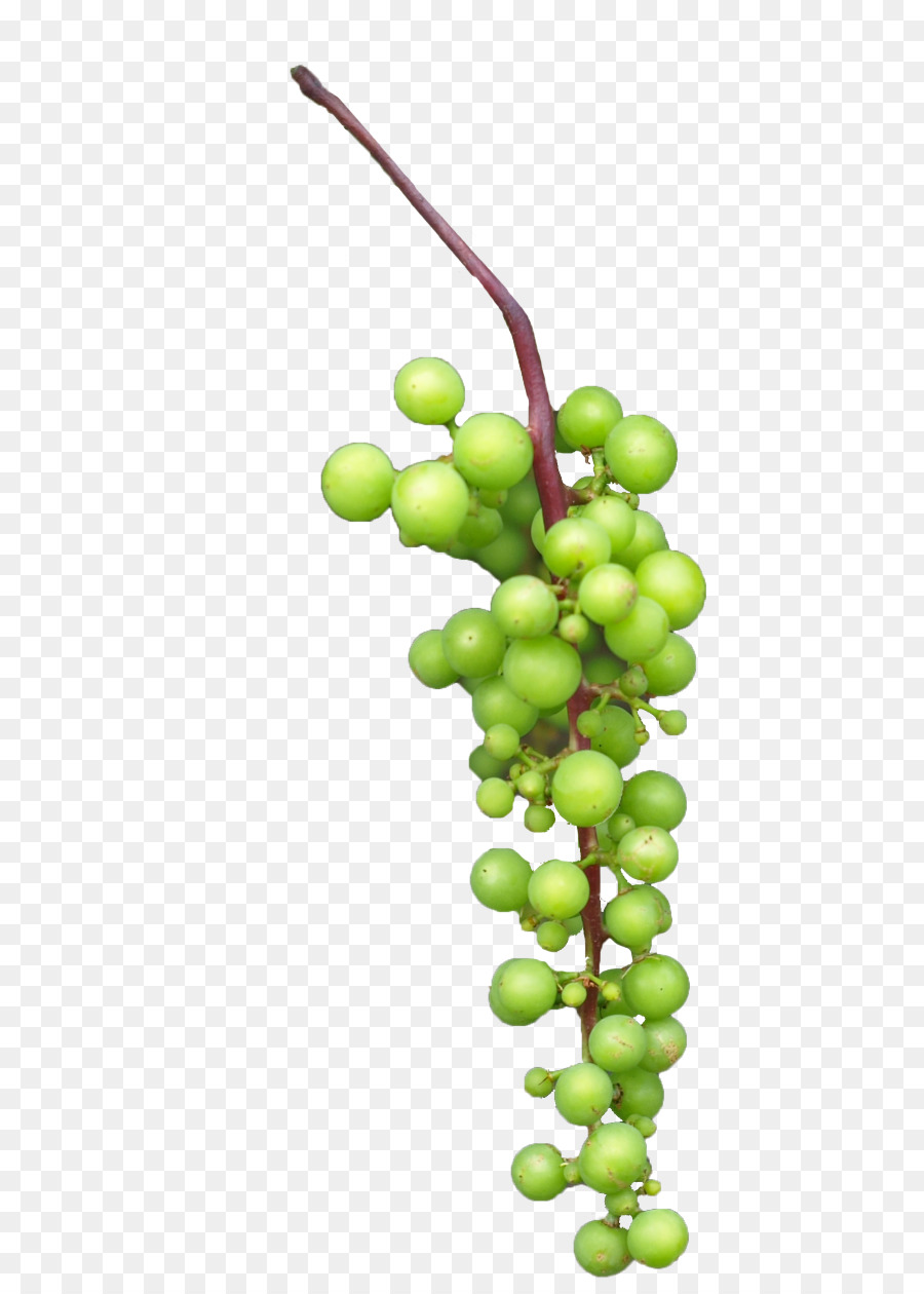 Uvas Verdes，Enredadera PNG