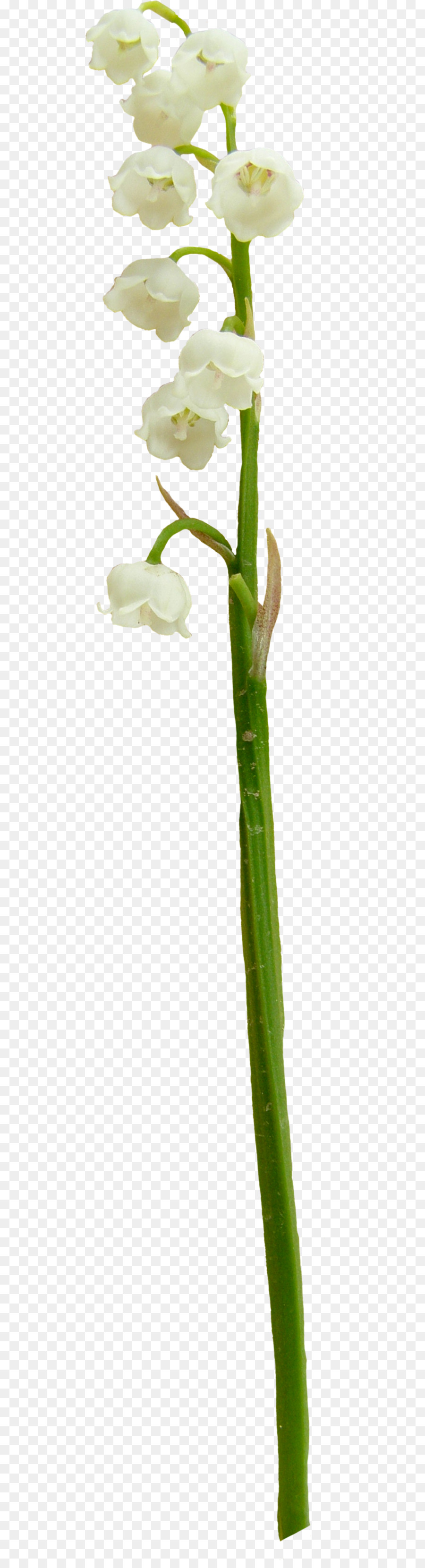 Las Flores Cortadas，Tallo De La Planta PNG