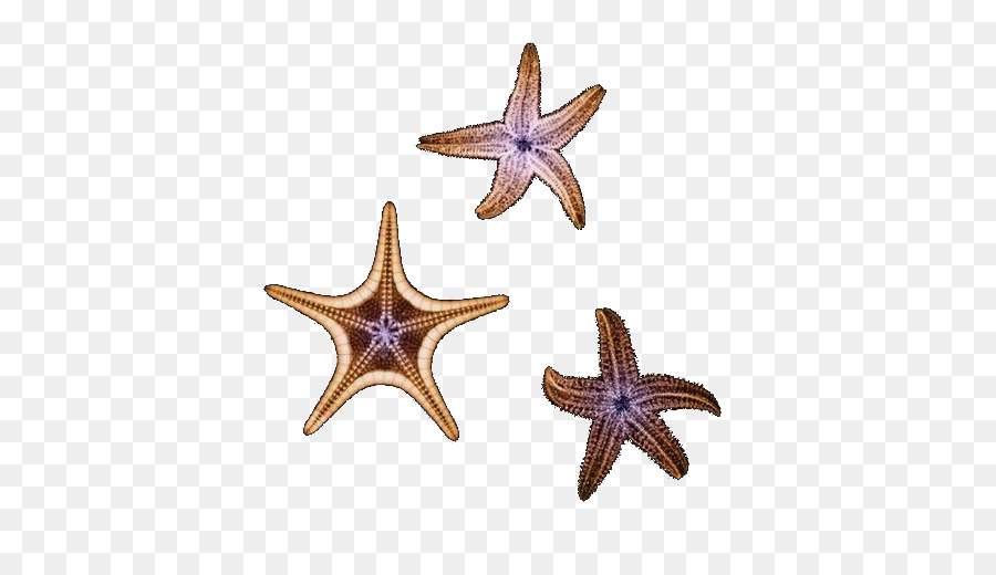 Estrella De Mar，Dibujo PNG