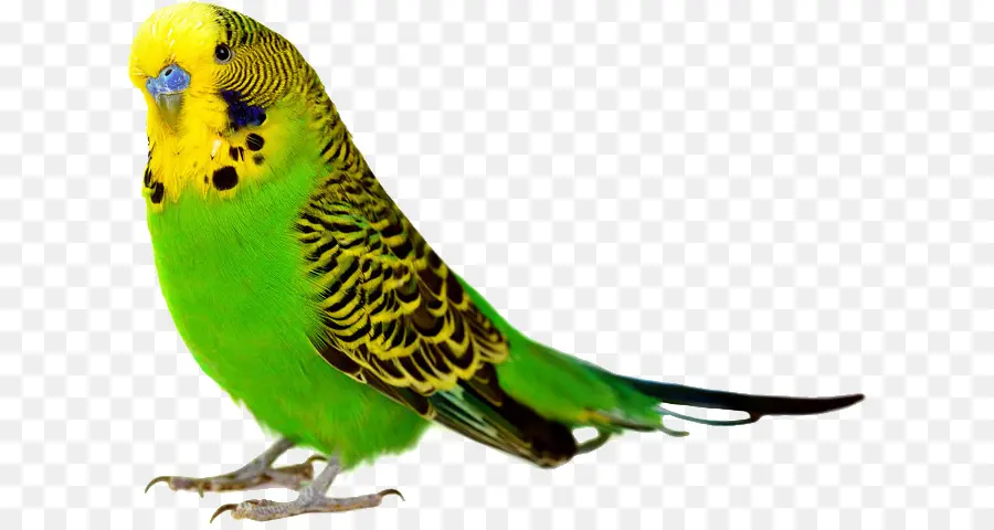 Loro Verde，Plumas PNG