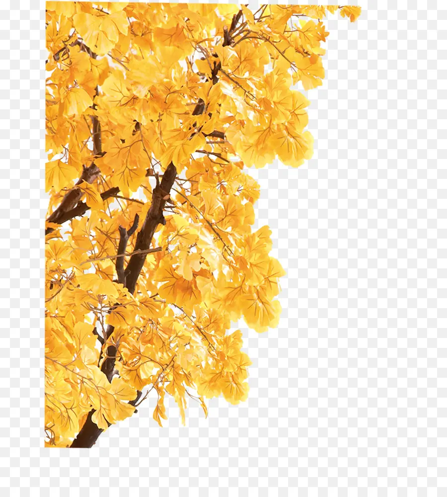 Hojas Amarillas，Árbol PNG