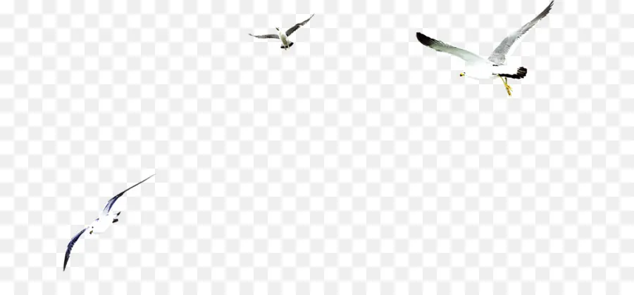 Aves Voladoras，Cielo PNG