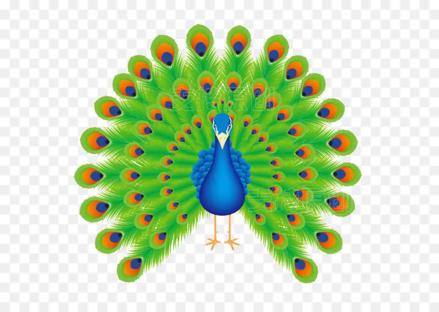 Pavo Real，Plumas PNG