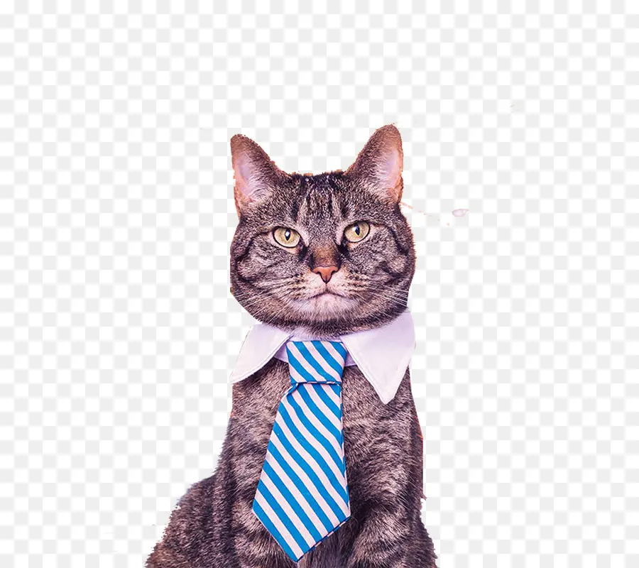 Gato，Catification El Diseño De Un Feliz Y Elegante Casa Con Su Gato Y PNG