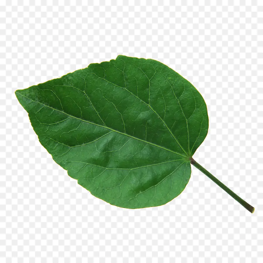 Hoja Verde，Planta PNG