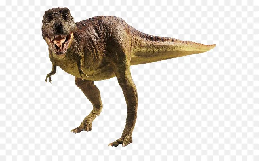 Tiranosaurio Rex，Dientes PNG