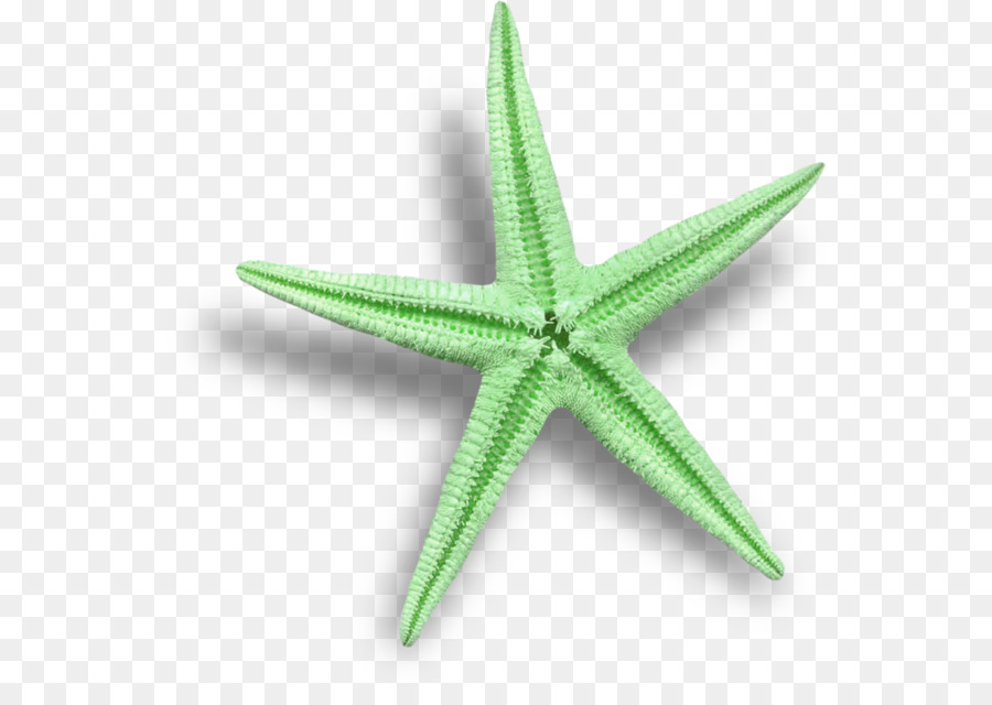 Estrella De Mar，Mar PNG