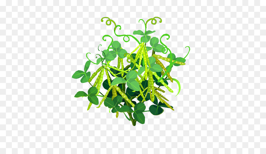 Snow Pea，Planta PNG