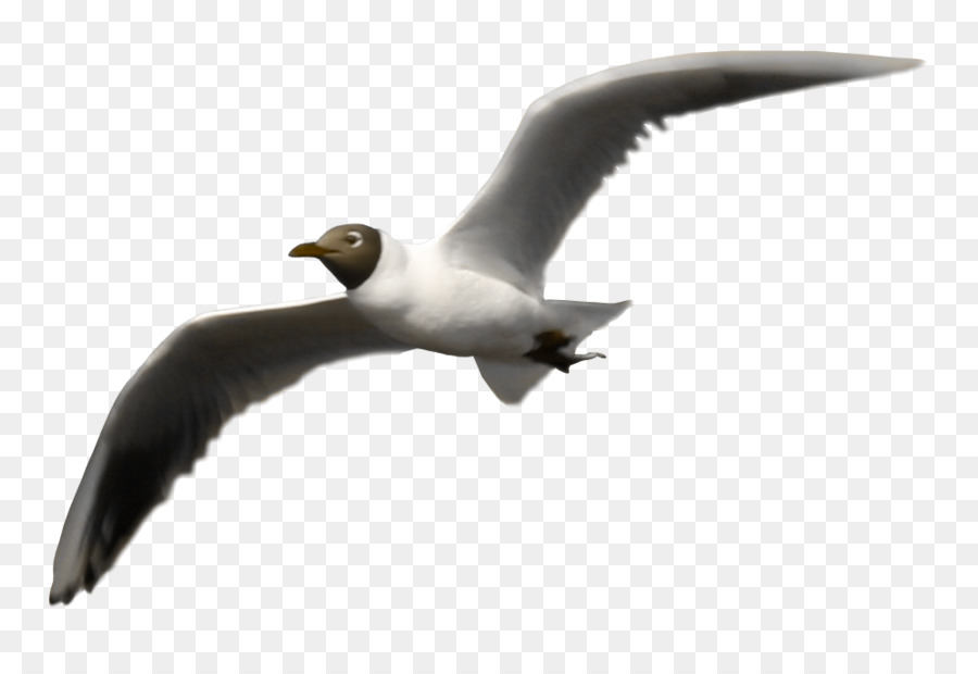 Pájaro，La Fotografía PNG