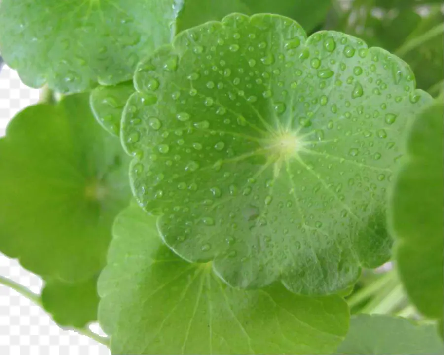 Hojas Verdes，Gotas De Agua PNG