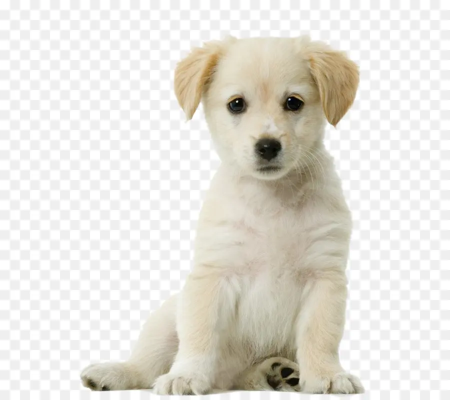 Labrador Retriever，Husky Siberiano PNG