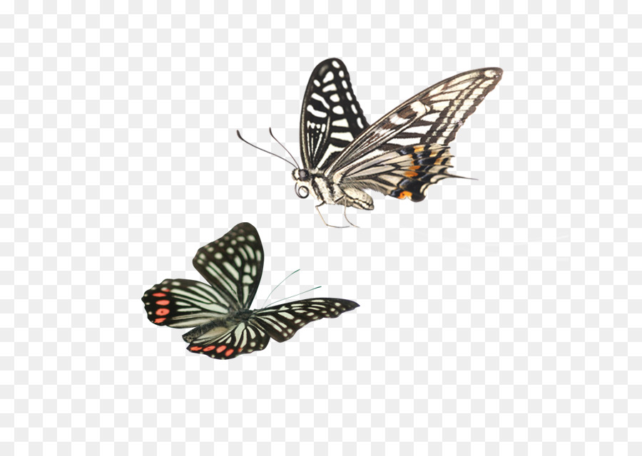 Mariposas，Alas PNG