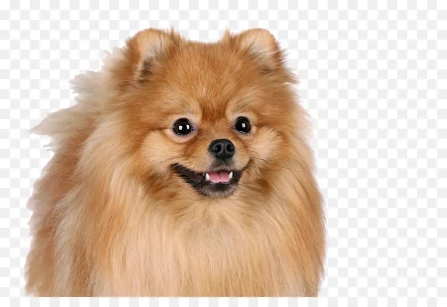 Pomerania，Husky Siberiano PNG