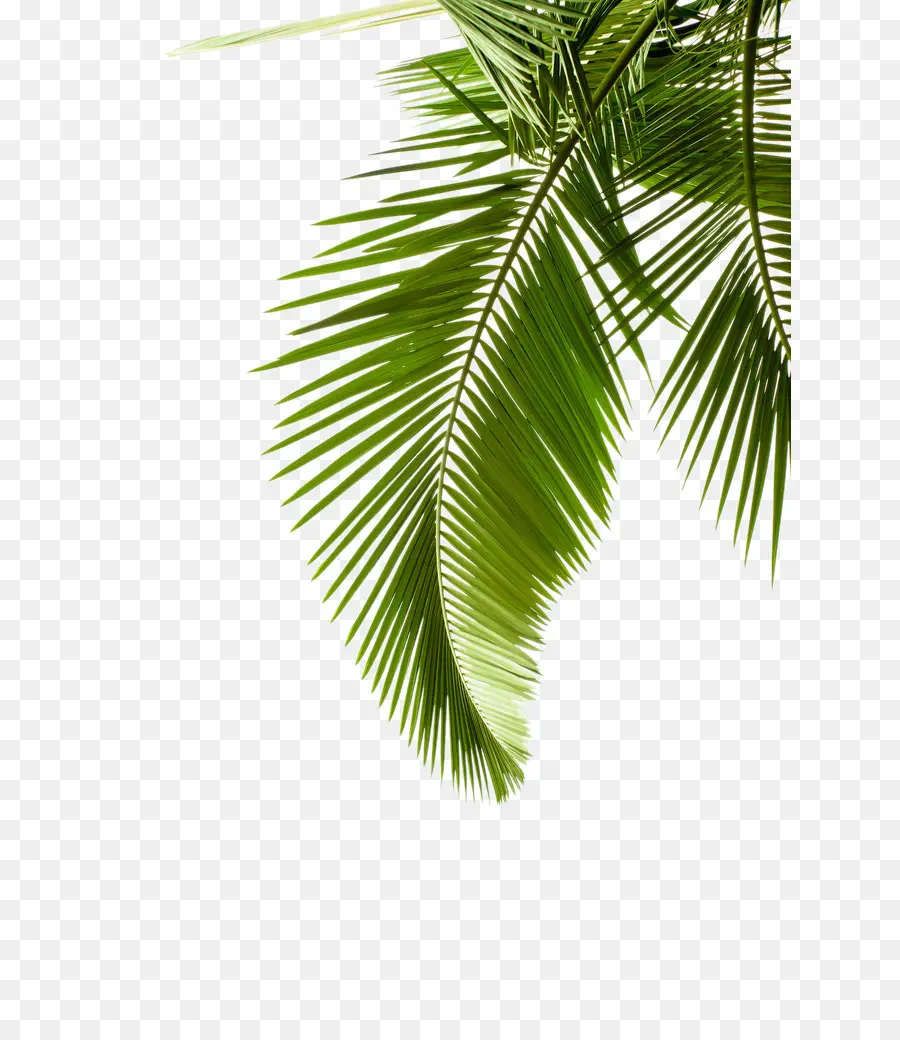 Papel，Arecaceae PNG