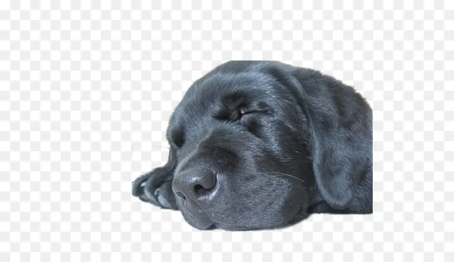 Labrador Retriever，Golden Retriever PNG