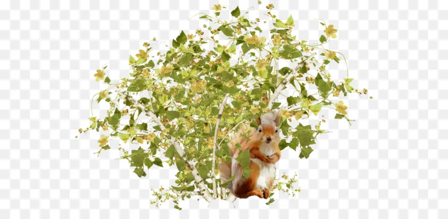 Ardilla，árbol PNG