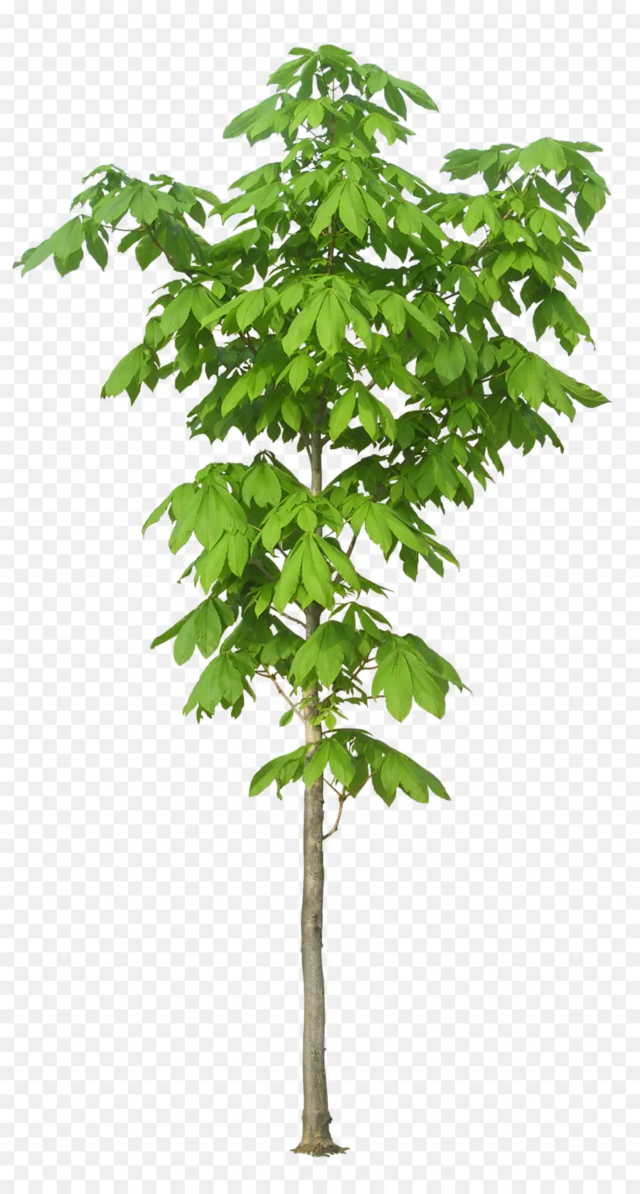 árbol，Planta PNG