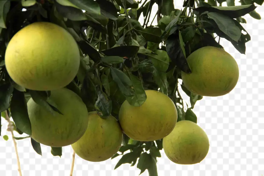 Pomelo，Árbol PNG