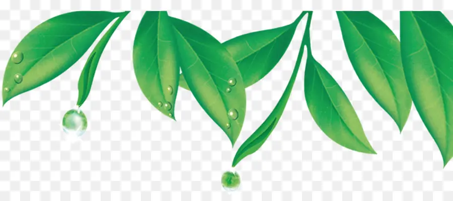 Té Verde，Rocío PNG