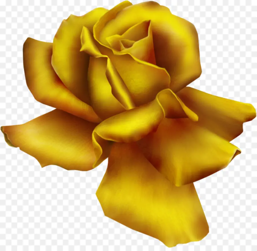 Rosa Amarilla，Floración PNG