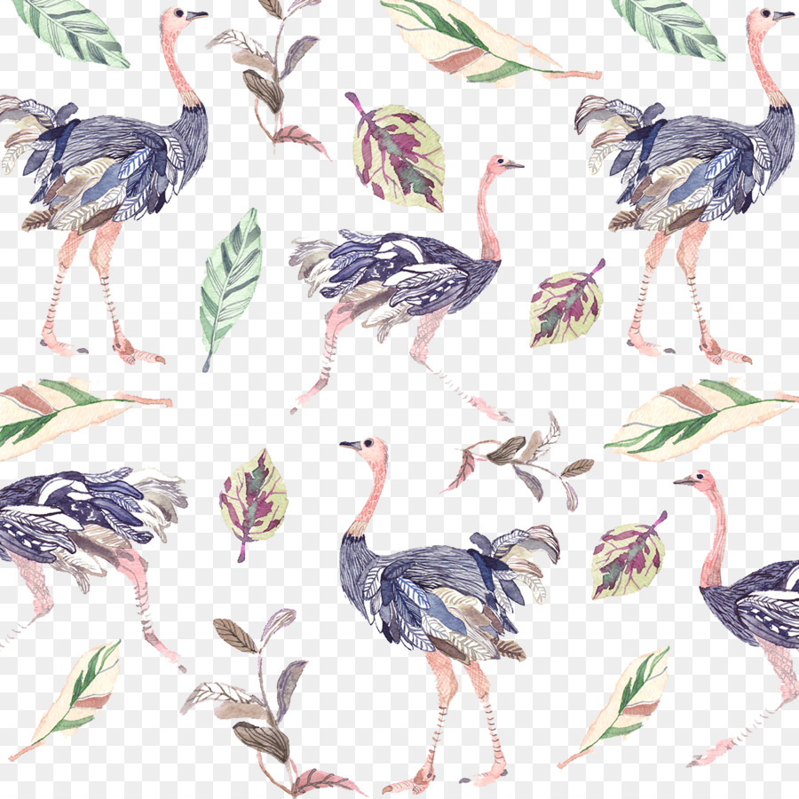 Avestruces，Aves PNG