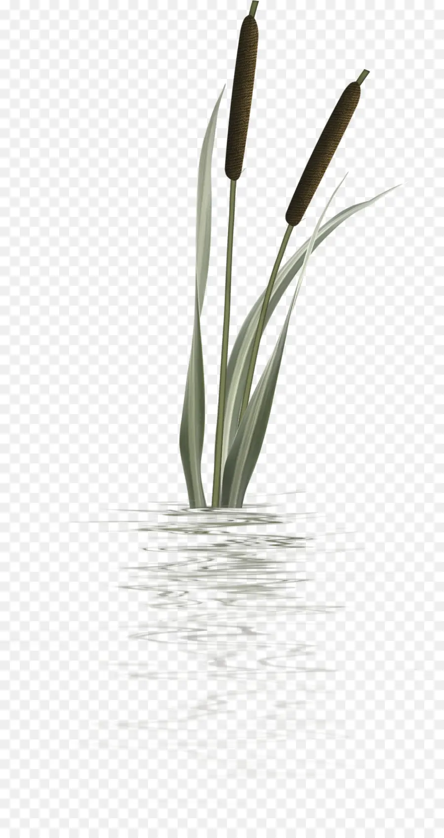 Typha Orientalis，Treelet PNG