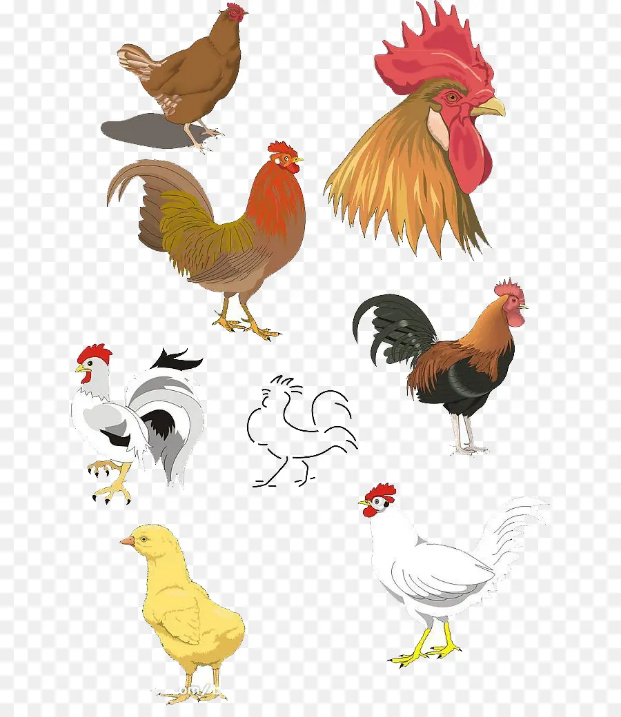 Pollos De Dibujos Animados，Aves PNG