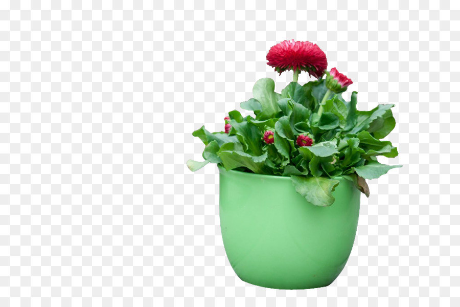 Planta En Maceta，Flor PNG