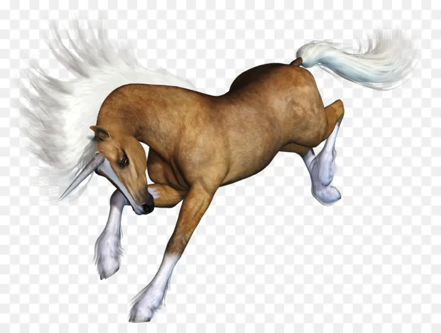 Caballo，Correr PNG