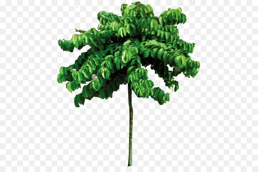 Árbol，Verde PNG