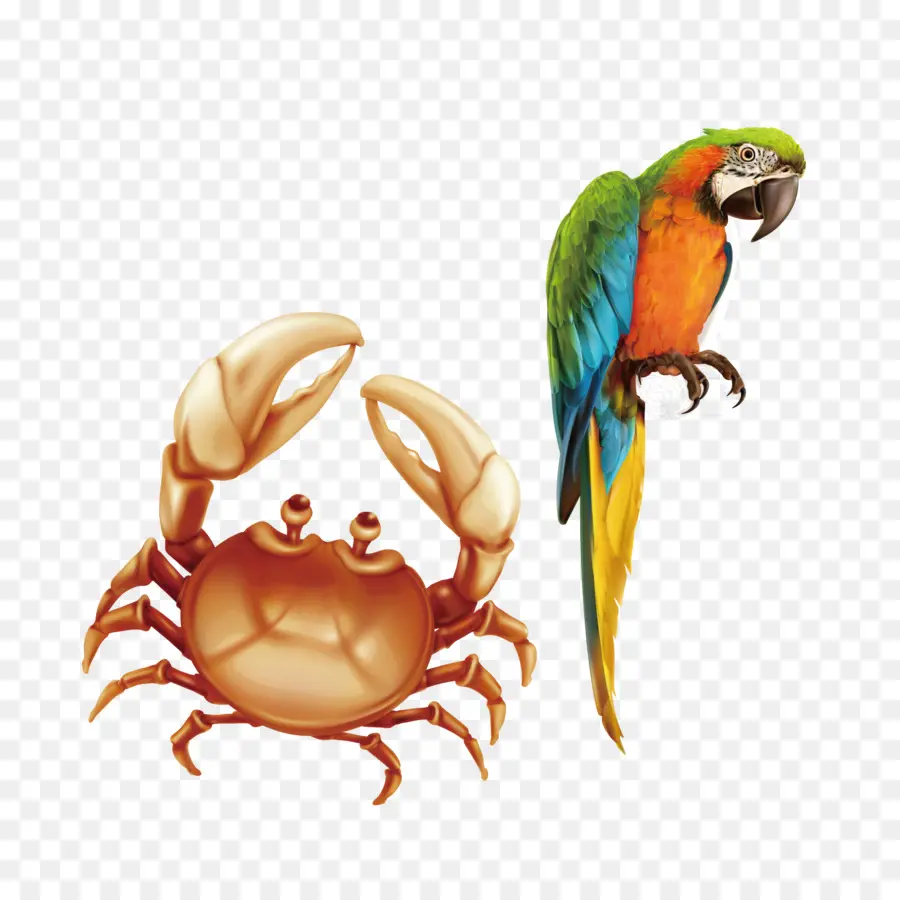 Cangrejo Y Loro，Mar PNG