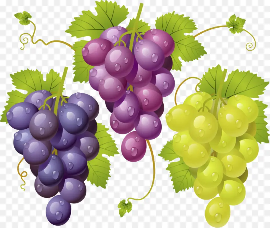 Uvas，Enredadera PNG