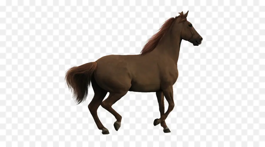 Howrse，Caballo PNG