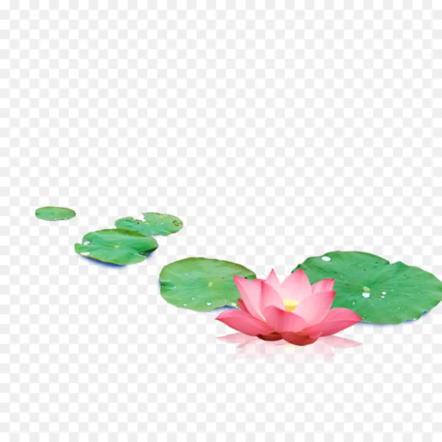 Flores De Loto，Hojas PNG