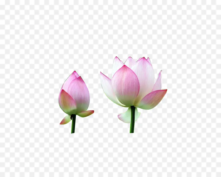 Nelumbo Nucifera，U0411u0443u0442u043eu043d PNG