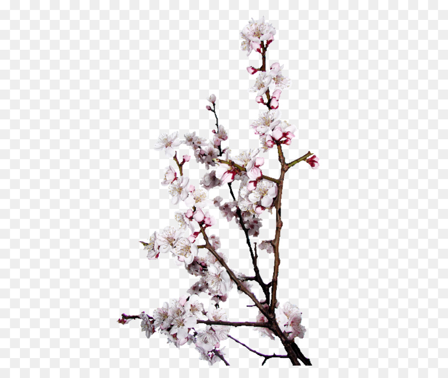 Flor Blanca，Florecer PNG