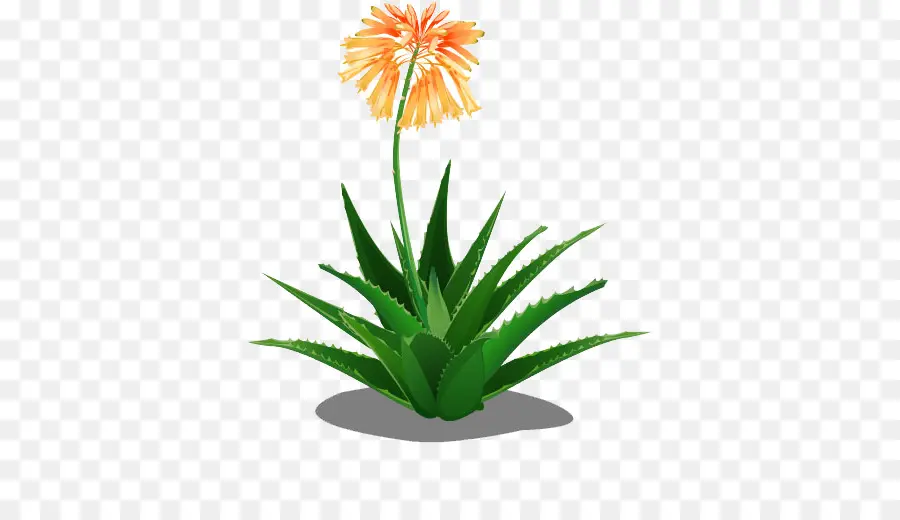 Planta Con Flores，Flor PNG