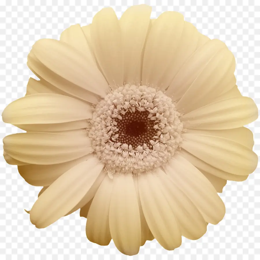 Flor Amarilla，Florecer PNG