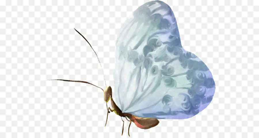 Mariposa，La Polilla PNG