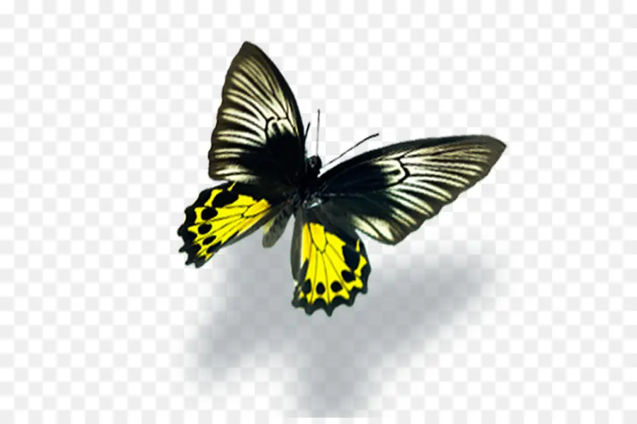 Mariposa Amarilla，Mariposa PNG