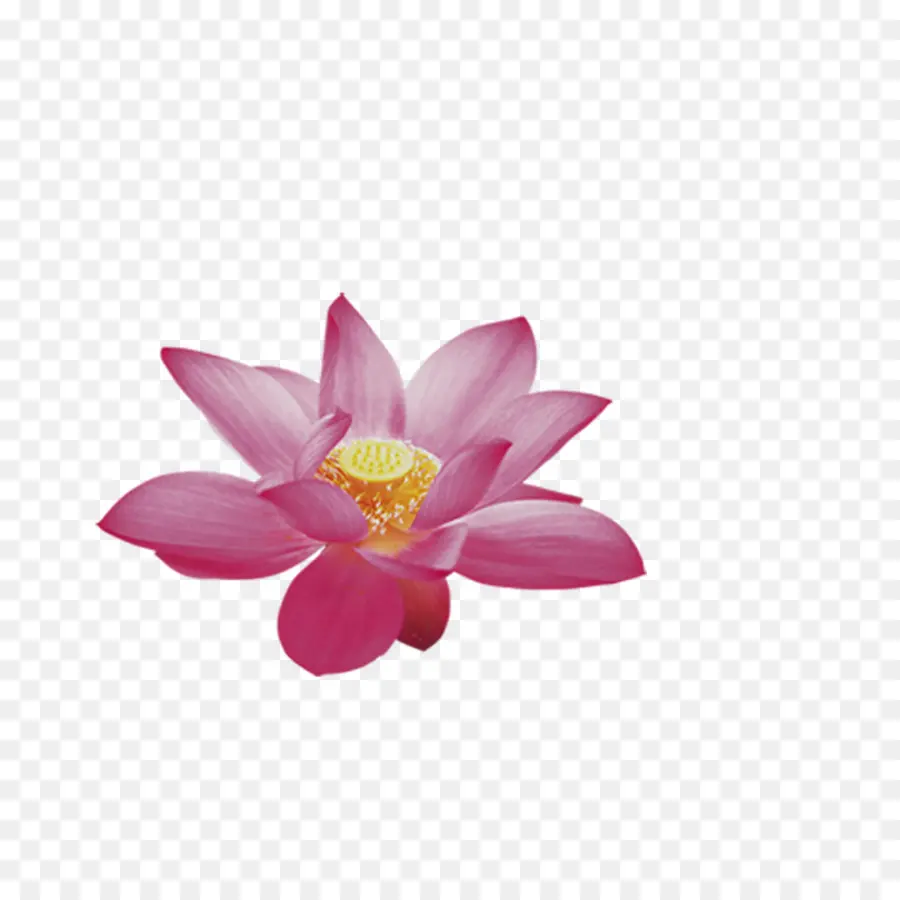 Nelumbo Nucifera，Flor PNG